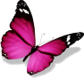 cropped-papillon_5649caea20971.png